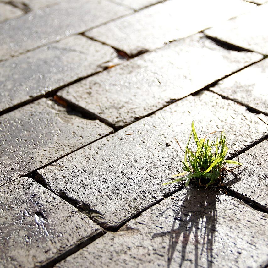 Gras wächst in der Fuge des Straßenpflasters