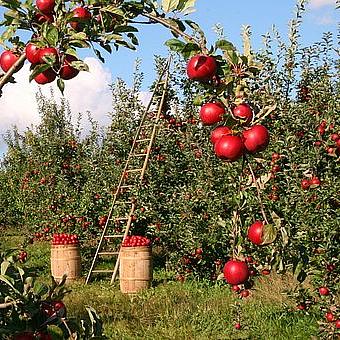 Äpfel am Baum