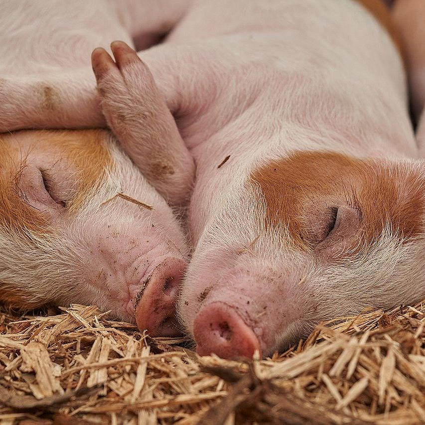 Zwei schlafende Ferkel