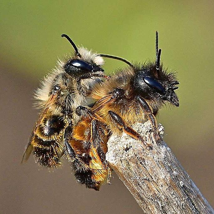 Zwei Bienen