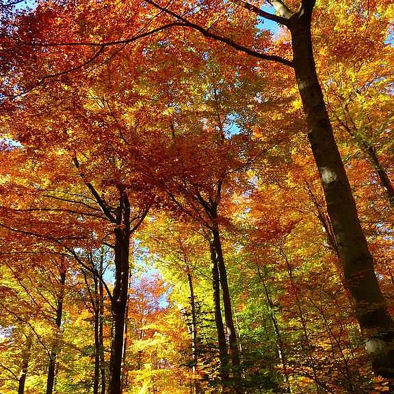 Herbstliche Laubbäume im Wald
