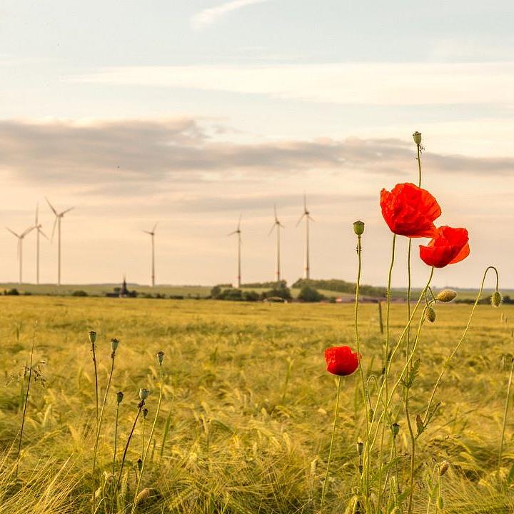Mohnblume im Getreidefeld vor Windrädern